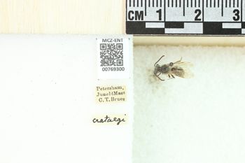 Media type: image;   Entomology 769300 Aspect: Labels